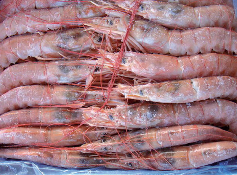 GAMBERI 10/20 L1 KG2 10% GLASSATURA